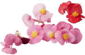 Eetbare bloem Begonia (12-15 st.)