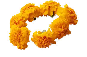 Eetbare bloem Afrikaantjes (12-15 st.)