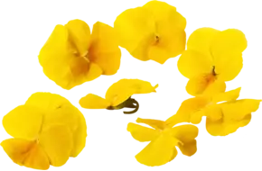 Eetbare bloem gele viooltjes 30-40st