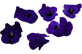 Eetbare bloem paarse viooltjes 30-40st