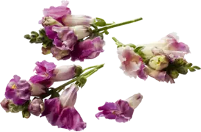 Eetbare bloem Lekker Leeuwenbekken