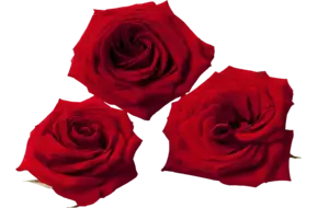 Eetbare bloem Rozen (10 st.)