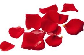 Eetbare bloem Rozenblaadjes (150-200st)