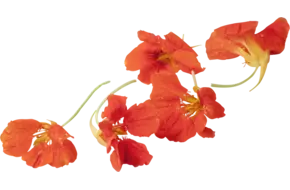 Eetbare bloem Oost-Indische Kers +-- 5st