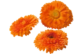 Eebare bloem Calendula-Goudsbloem 6-8st