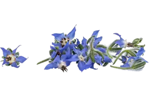 Eetbare bloem Borage (20-25 st.)
