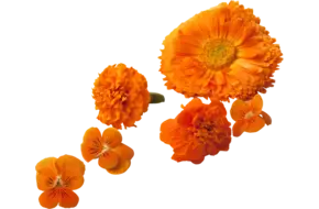 Eetbare bloem Oranje mix 18-23 st