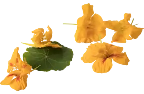 Eetbare bloem Capucijnerbloem 20st.