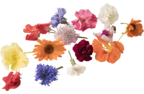 Eetbare bloem mix BOX groot 50st
