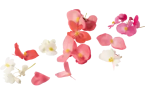 Eetbare bloem Begonia groot 35st