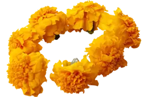 Eetbare bloem Afrikaantjes (33st.)