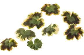 Bloem citroengeranium (pelar leaves)