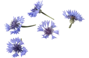 Eetbare bloem Korenbloem blauw 20-25st