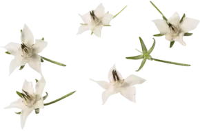 Edible flower Borage white 20pc piece