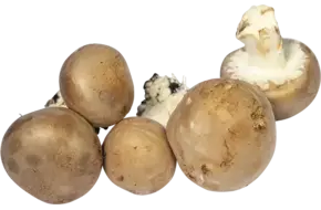 Grotchampignons doos 1kg