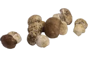 Cepes heel 1kg
