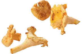 Cantharellen girolles fijn 1kg