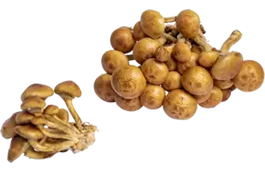 Nameco 500gr