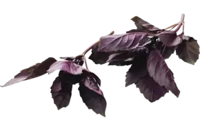 Basilicum rood 75-80gr
