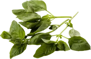 Basilicum 20gr