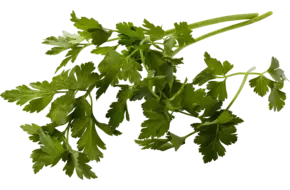 Platte peterselie 200gr