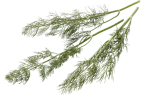Dill 15 gr piece