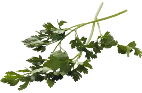 Celery small 15 gr piece