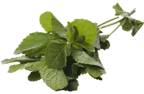 Marokkaanse Mint los