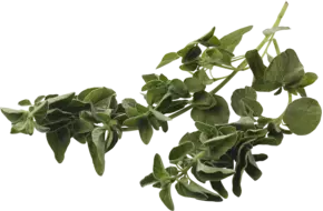 Oregano los