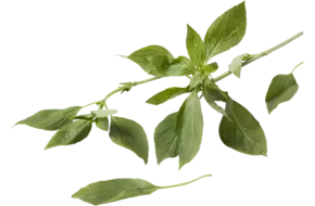 Thaise basilicum