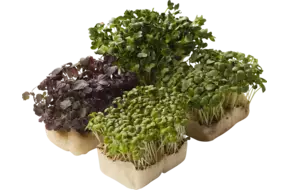 Shiso mixed naked