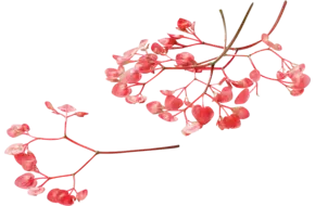 Apple blossom (+-- 100 bloemen schaal)