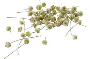 Dushi Buttons (+-- 50 bloemen per cup)