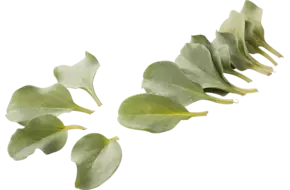 Oyster leaves (+-- 50 blaadjes-schaal)
