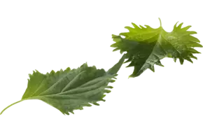 Green leaves (15 blaadjes-schaal)