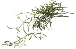 Zeevenkel (Sea Fennel) 50 gr.