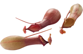 Venus vase per stuk 4 kelken