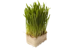 Wheat grass