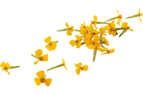 Anise blossom (+--25 bloemen-cupje)