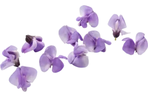 Bean blossom (+--20 bloemen-cupje)