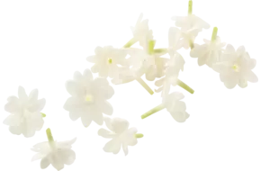 Jasmine blossom (+--25 bloemen-cupje)
