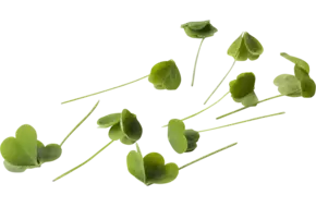 Citra Leaves (+--25 blaadjes-schaal)