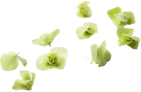 Florigan pièce