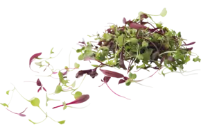 Micro leaves salad mix 30gr.
