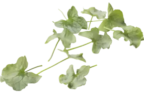 Syrha Leaves (+--25 blaadjes-schaal)