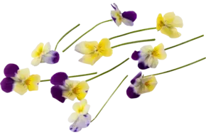 Cornabria Blossom (+--50 bloemen a 2,5g)