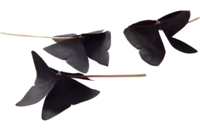 Yka Leaves-Klaverzuring rood 15st.