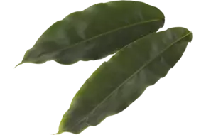 Cardamom Leaves (30 blaadjes-schaal)