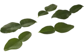 Kaffir Lime Leaves (25 blaadjes-schaal)