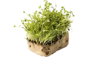Motti Cress Single